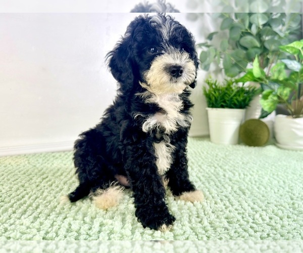 Medium Photo #2 Bernedoodle (Miniature) Puppy For Sale in GREENFIELD, IN, USA