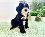 Small #1 Bernedoodle (Miniature)