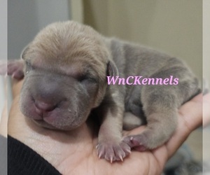Medium Chinese Shar-Pei