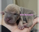 Puppy Ziti Chinese Shar-Pei