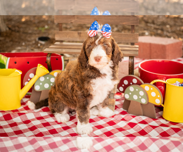 Medium Photo #5 Bernedoodle Puppy For Sale in PEYTON, CO, USA