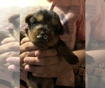 Small Photo #1 Yorkshire Terrier Puppy For Sale in HOUSTON, TX, USA