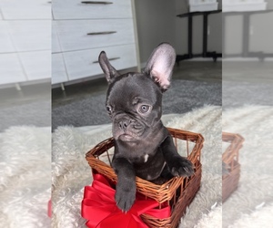 French Bulldog Puppy for sale in SAINT AUGUSTINE, FL, USA