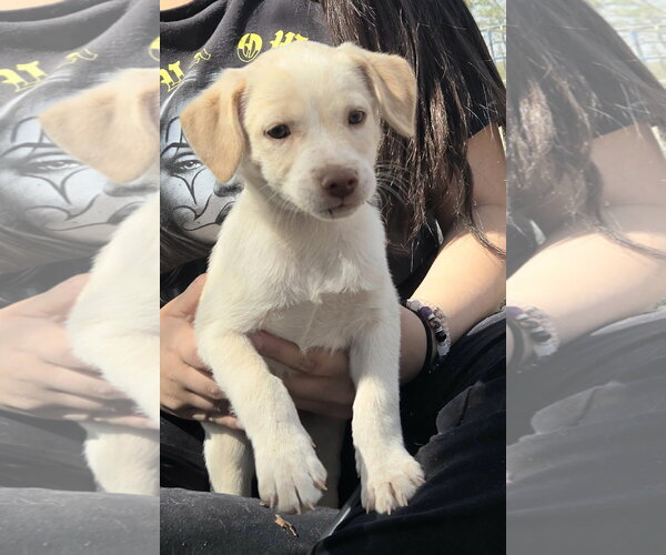 Medium Photo #5 Jack Russell Terrier-Unknown Mix Puppy For Sale in Peralta, NM, USA