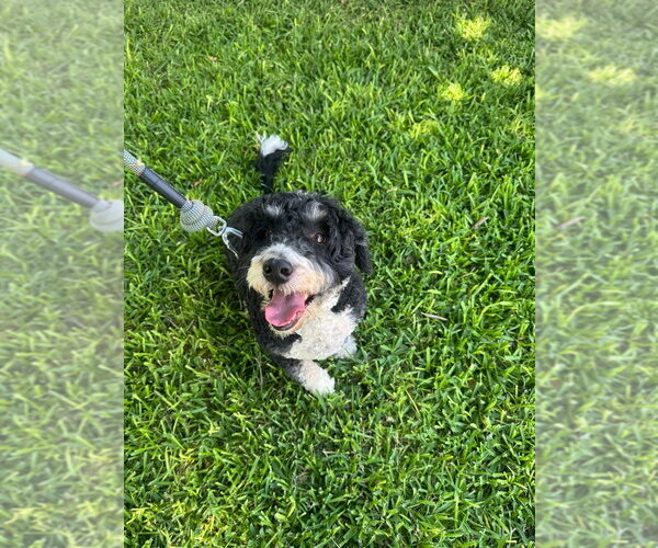 Medium Photo #2 Mutt Puppy For Sale in Oak Bluffs, MA, USA