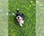 Small #1 Mutt