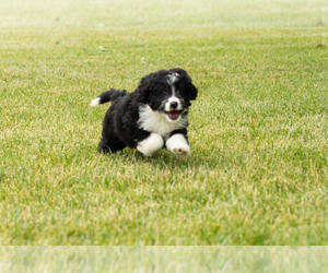 Bernedoodle (Miniature) Puppy for sale in SHIPSHEWANA, IN, USA