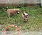 Small Photo #25 American Pit Bull Terrier Puppy For Sale in NAPLES, FL, USA