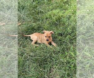 American Pit Bull Terrier Puppy for sale in UTICA, NY, USA