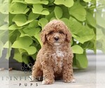 Small Poodle (Miniature)