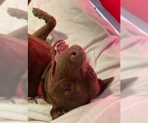 Nallah - Female American Staffordshire Terrier-Labrador Retriever Mix Dog for Adoption - Photo #16