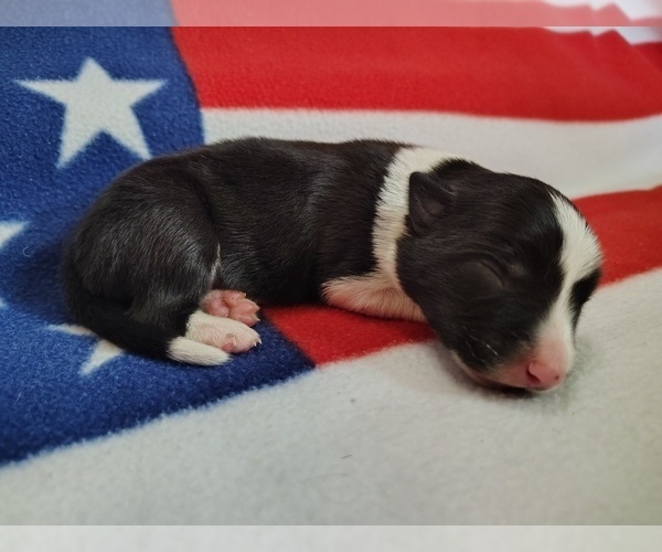 Medium Photo #28 Border Collie Puppy For Sale in NORBORNE, MO, USA
