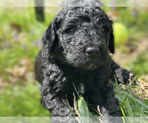 Medium Photo #4 Goldendoodle Puppy For Sale in LOTHIAN, MD, USA