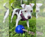 Small #3 American Pit Bull Terrier Mix