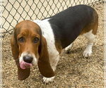 MISSY - Female Basset Hound Dog for Adoption - Small photo