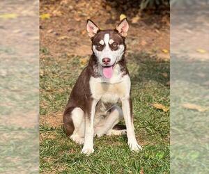 Siberian Husky Dogs for adoption in Westminster, MD, USA
