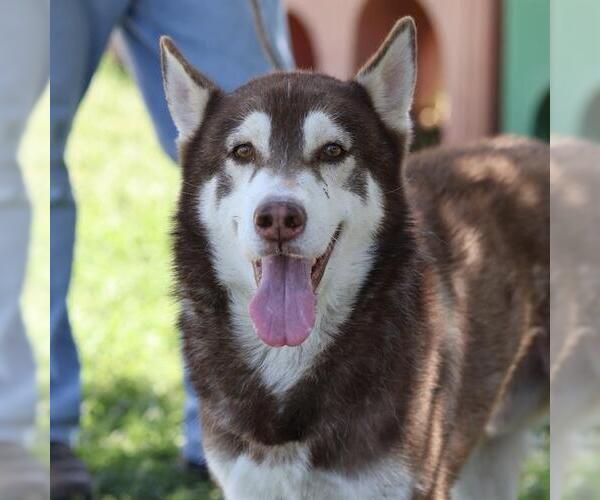 Medium Photo #1 Siberian Husky Puppy For Sale in Modesto, CA, USA