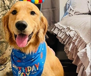 Father of the Golden Retriever puppies born on 05/04/2023