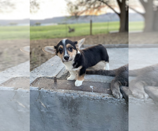 Medium Photo #1 Pembroke Welsh Corgi Puppy For Sale in LONGMONT, CO, USA