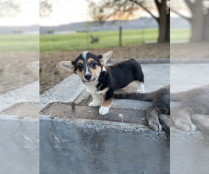 Pembroke Welsh Corgi Puppy for Sale in LONGMONT, Colorado USA