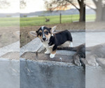 Small Photo #1 Pembroke Welsh Corgi Puppy For Sale in LONGMONT, CO, USA