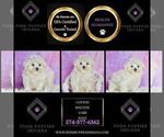 Small Photo #13 Maltese Puppy For Sale in WARSAW, IN, USA