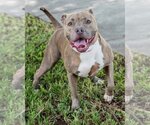 Small Photo #1 Mutt Puppy For Sale in Miami, FL, USA