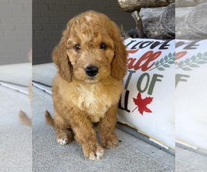 Goldendoodle (Miniature) Puppy for sale in FRANKLIN, IN, USA