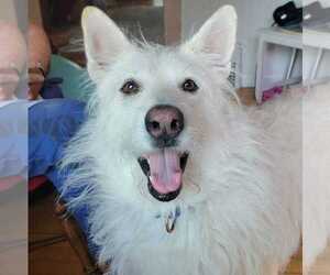 Mutt Dogs for adoption in Brooklyn Center, MN, USA