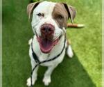 Small American Bulldog Mix