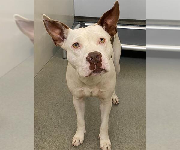 Medium Photo #1 American Pit Bull Terrier Puppy For Sale in Fayetteville, NC, USA