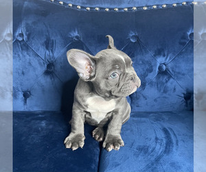 French Bulldog Puppy for sale in DENVER, CO, USA