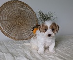 Puppy Lyla Poovanese