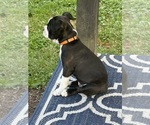 Small Photo #9 Boston Terrier Puppy For Sale in WILMINGTON, OH, USA