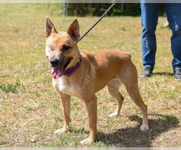 Medium Photo #8 Mutt Puppy For Sale in Glen Allen, VA, USA