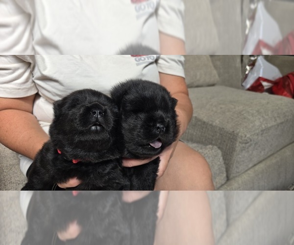 Medium Photo #5 Chow Chow Puppy For Sale in MERCED, CA, USA