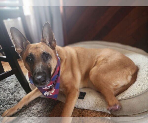 Medium Photo #1 German Shepherd Dog Puppy For Sale in Hayward, CA, USA