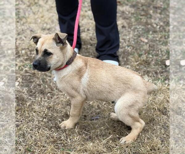 Medium Photo #4 Mutt Puppy For Sale in Yardley, PA, USA