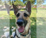 Small German Shepherd Dog