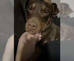 Small #3 American Pit Bull Terrier-Doberman Pinscher Mix
