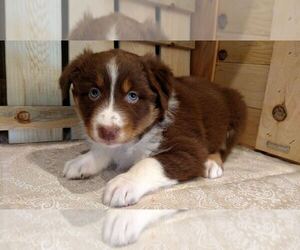 Australian Shepherd Puppy for sale in JEROMESVILLE, OH, USA