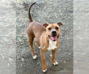 Mutt Dogs for adoption in Riverside, CA, USA