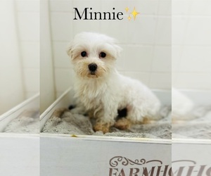 Mother of the Maltese puppies born on 05/28/2025