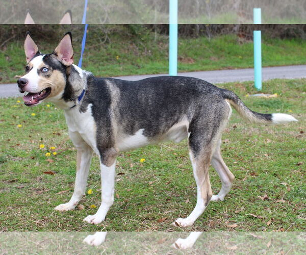 Medium Photo #4 Siberian Husky-Unknown Mix Puppy For Sale in Prattville, AL, USA