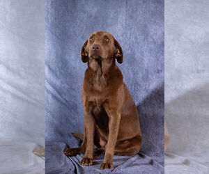 Mother of the Labrador Retriever puppies born on 07/12/2026