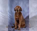 Small Photo #1 Labrador Retriever Puppy For Sale in WHITNEY, TX, USA