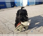 Small #8 Schnauzer (Miniature)