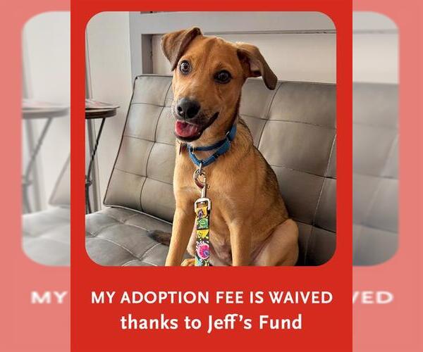 Medium Photo #2 Black Mouth Cur-Unknown Mix Puppy For Sale in Boston, MA, USA