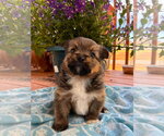 Small Mutt