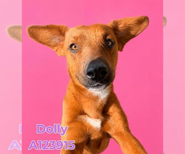 Medium Photo #3 Beagle-Rhodesian Ridgeback Mix Puppy For Sale in HESPERIA, CA, USA
